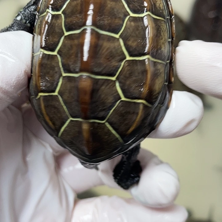 中华草龟公苏北金线草龟外塘龟