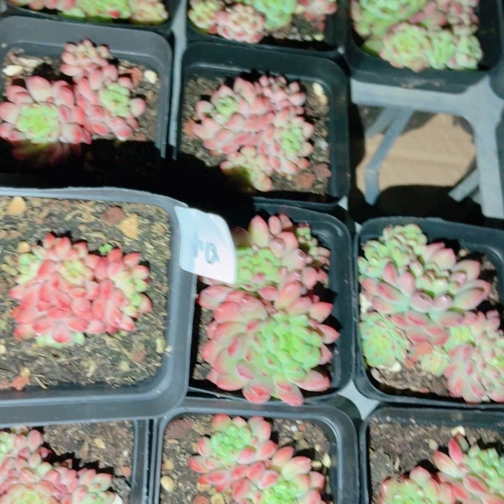 ❥***Q108  带陶瓷盆发货 满28包邮