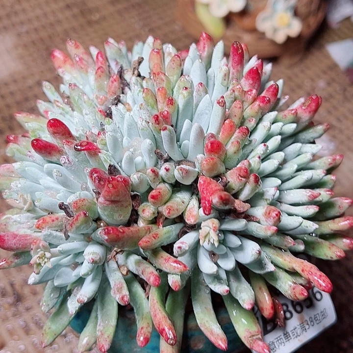 8656海瑟灯熄仙女杯多肉