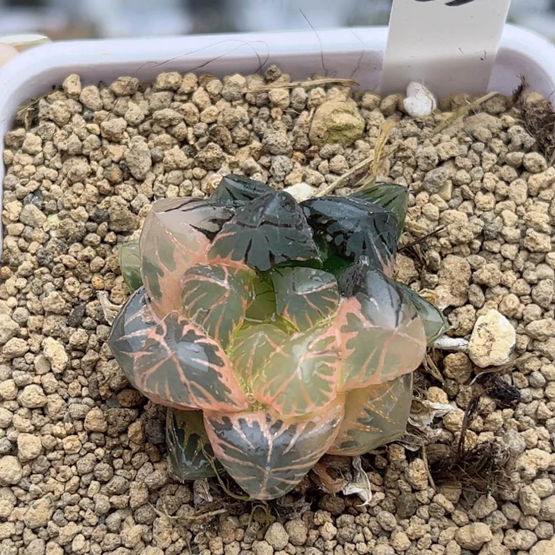 53糊斑趋势龙爪玉露锦福利专场