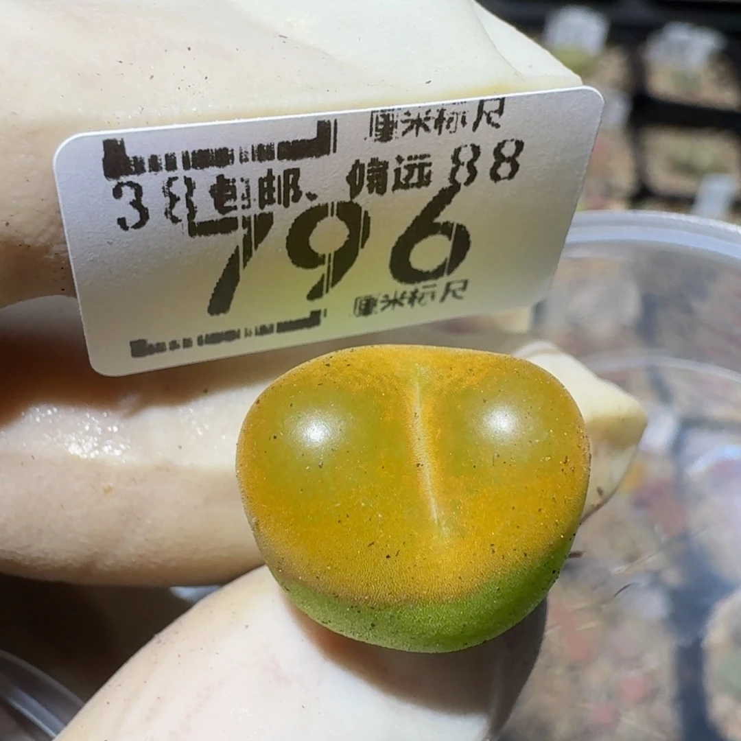 zzzz生石花肉锥796