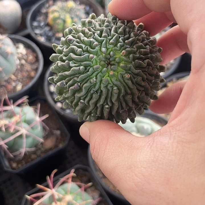 精子球仙人球一颗