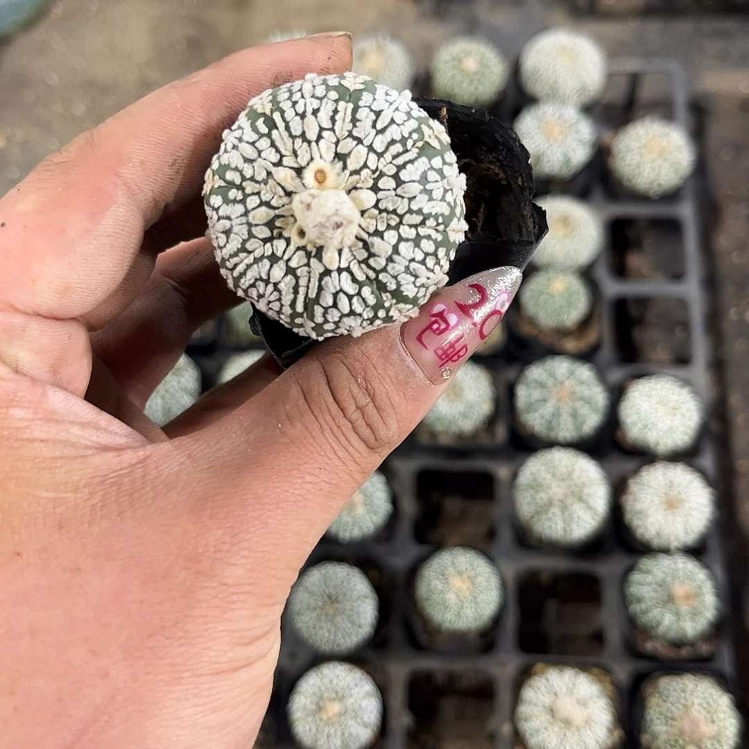 啊****贝10501一物一拍单头发货