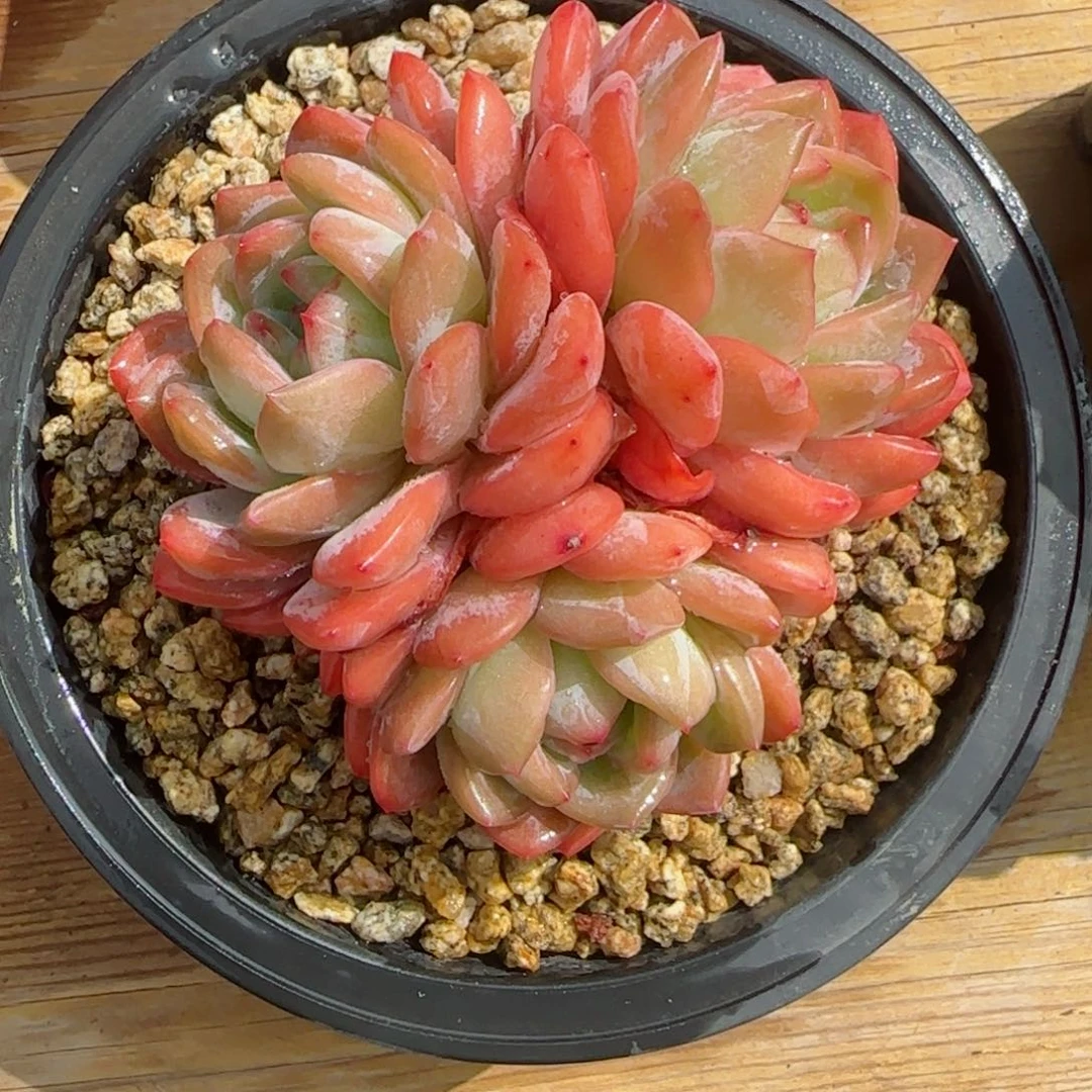 么*哒精品全明星一物一拍