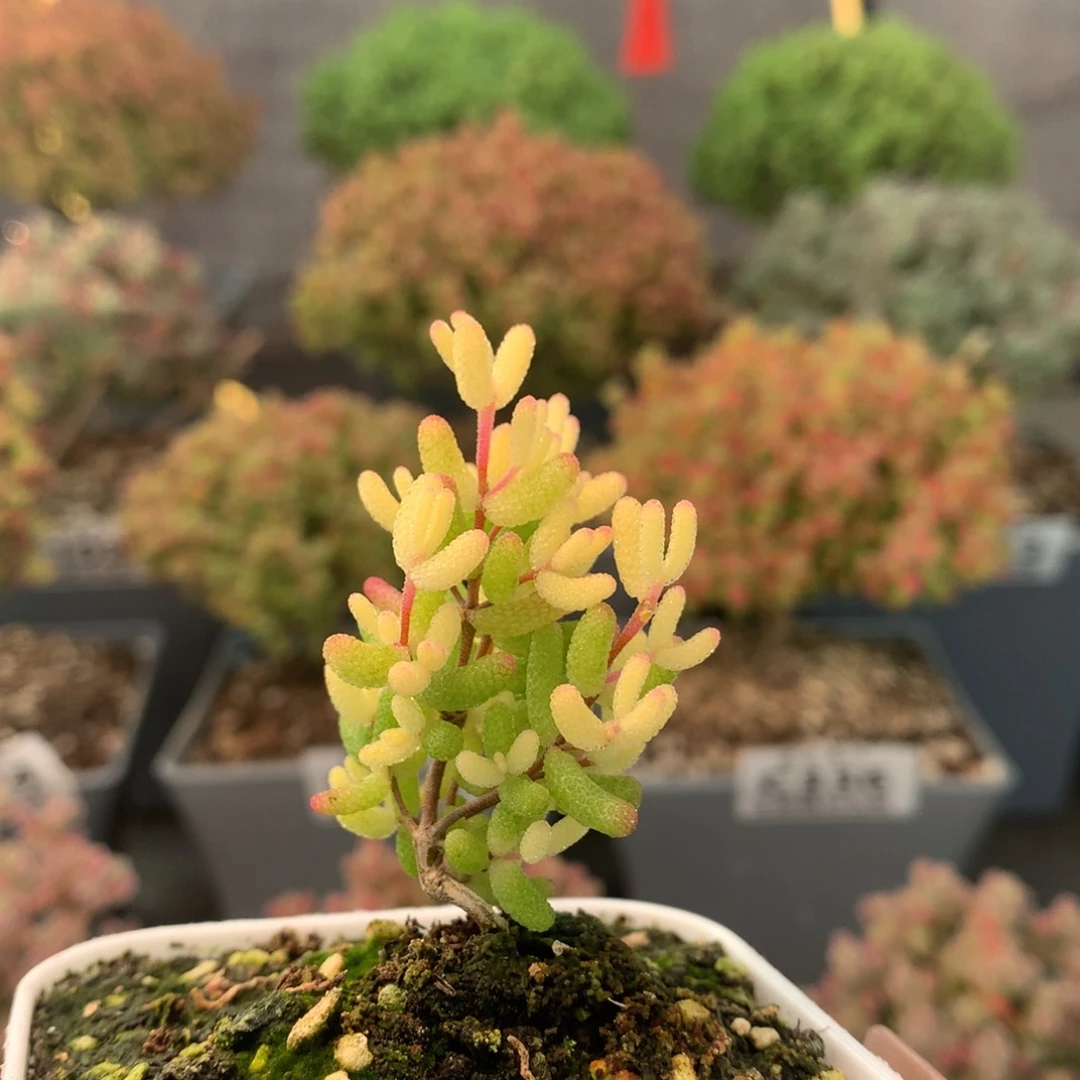 c212糖球粉锦枝干番杏