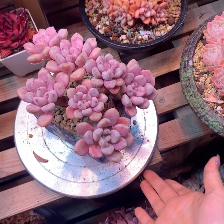 花瓣路z z z z z z z