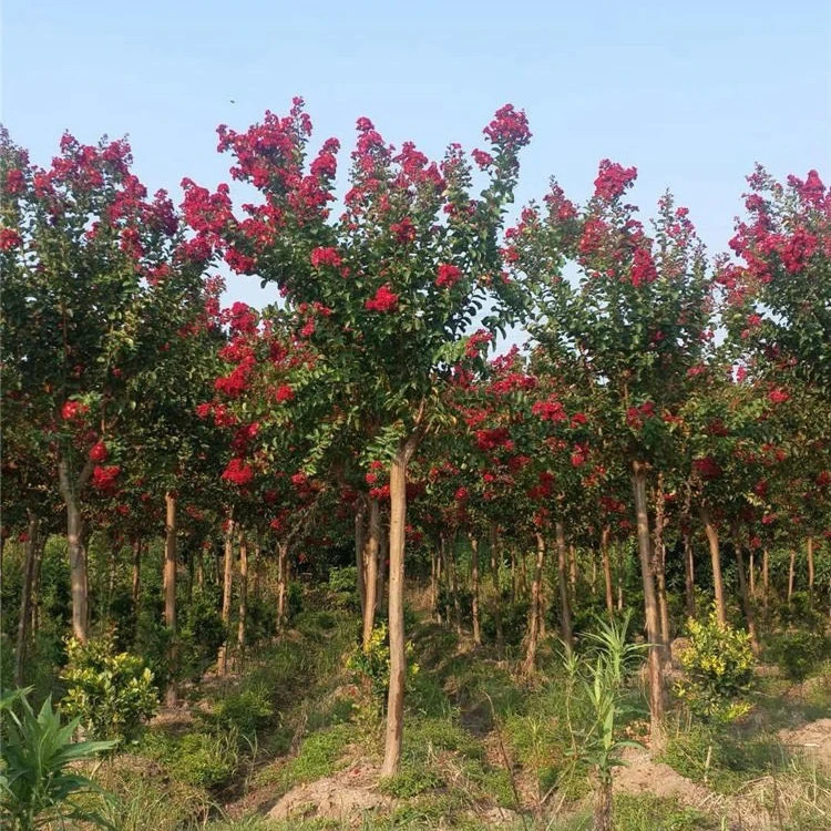直播专享现货基地直发耐寒耐热花期长的红火箭小树型红花紫微