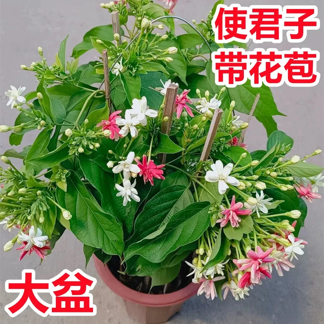 使君子盆栽 四季开花庭院植物 浓香花卉盆栽水君子