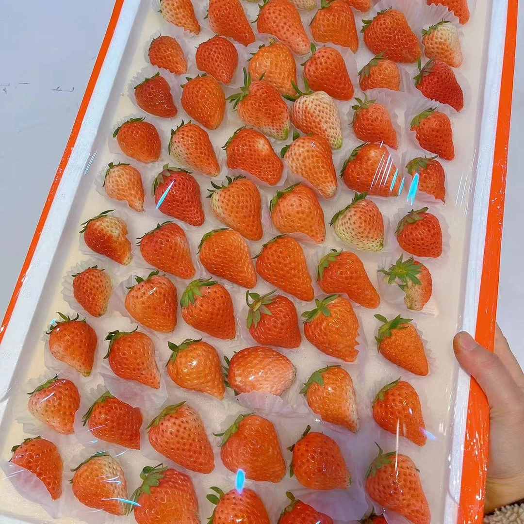 粉玉，白心奶油草莓，35/板