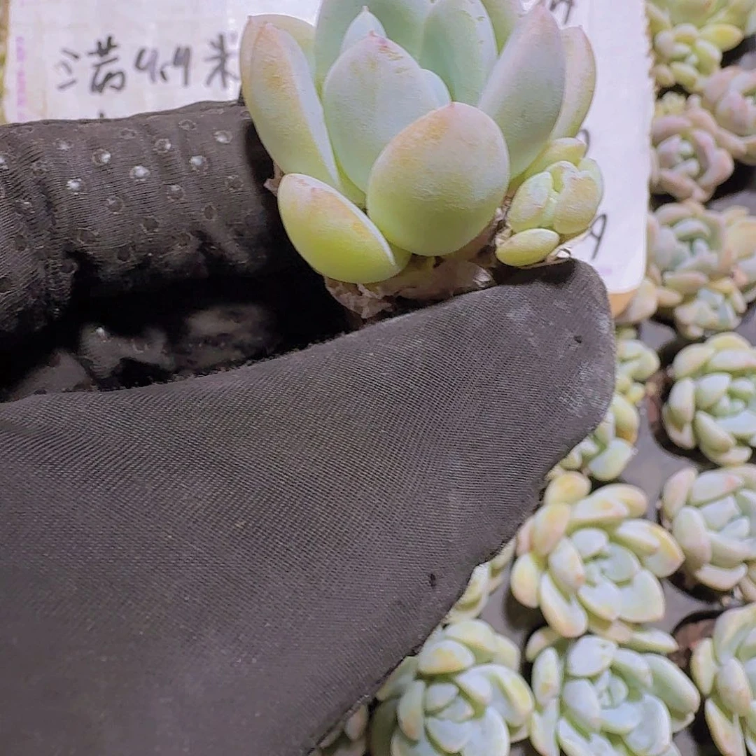 精品雪媚娘两颗一组