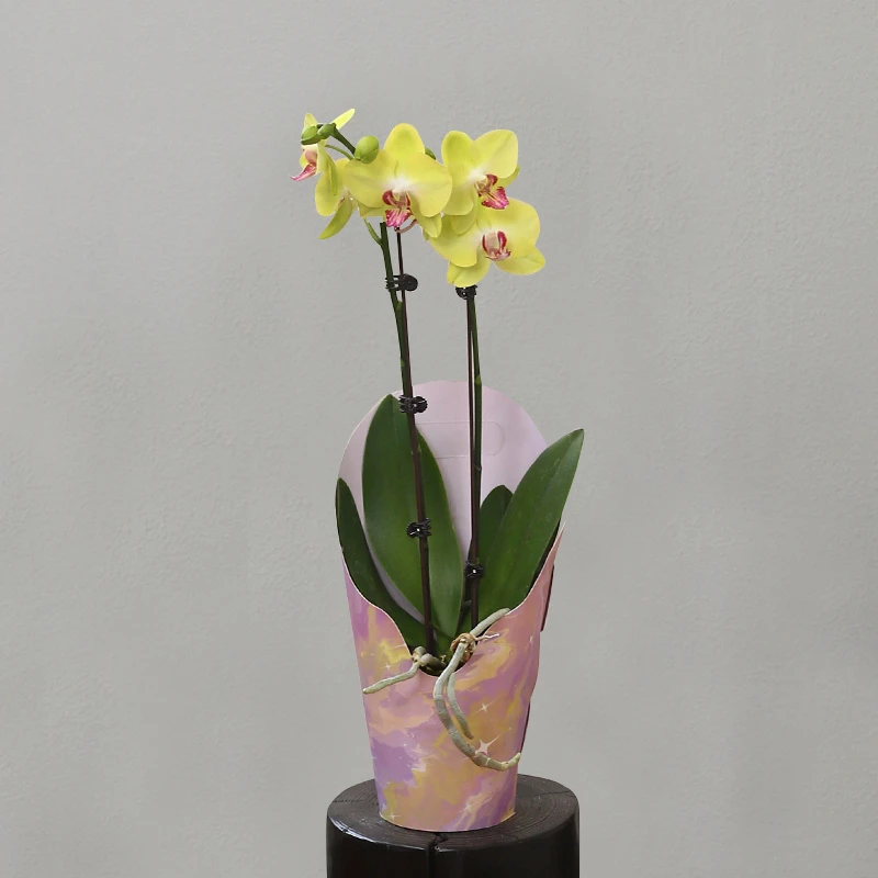 蝴蝶兰【大黄蜂】拍满5颗顺丰(偏远除外)高端蝴蝶兰