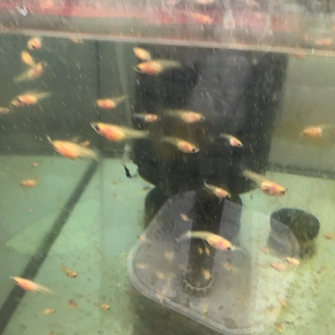 桃****孔雀鱼幻彩苗14条