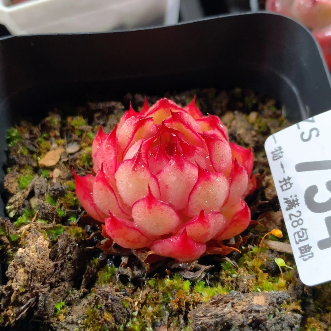 5CM拇指盆精控多肉ZS754