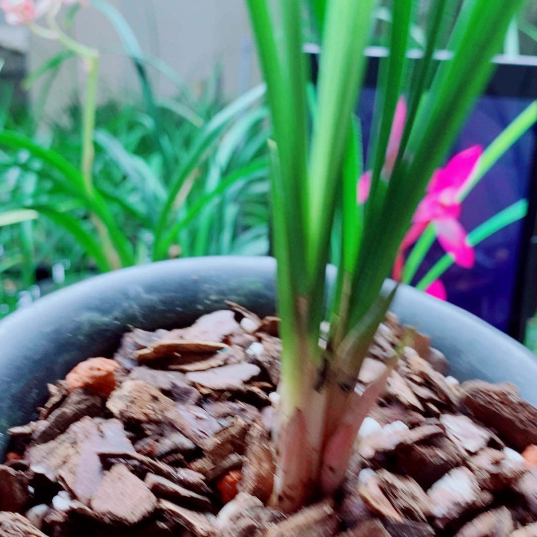 当前无花栽培后可以开花