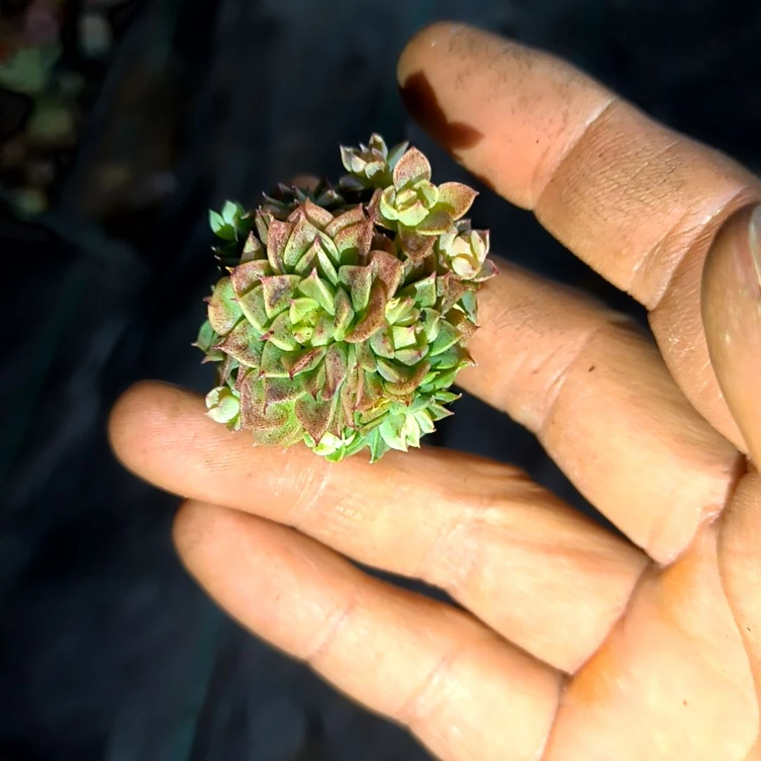 满6元包邮，豆蔻群