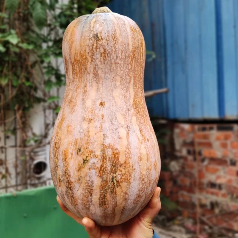 老南瓜新鲜农家甜糯面黄南瓜现摘宝宝辅食当季老品种长南瓜