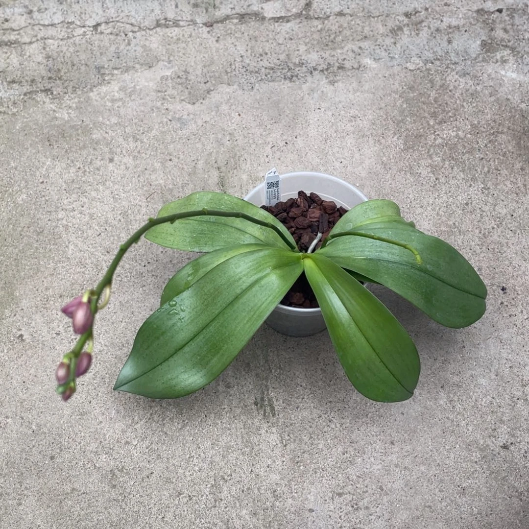 全部花苞4寸蓝盾交西