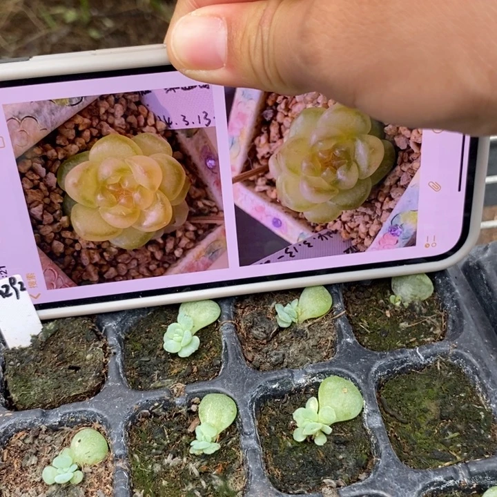 风花m292芽苗一个量拍