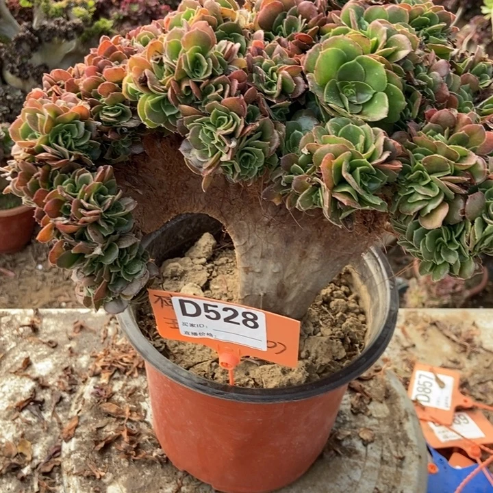 禹***晴D528枚缀化老桩老桩