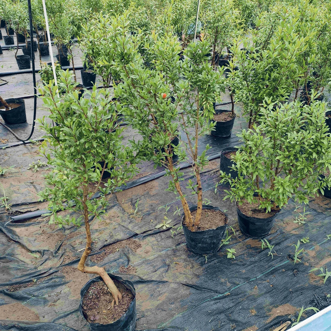 石榴盆栽，枫树，棠梨盆景