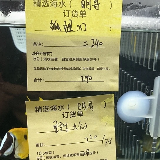 海水鱼黄狐狸2➕公子大号配对，2个➕运费60多退少补