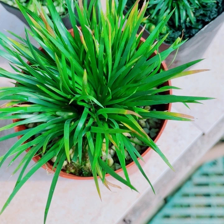 田****.金钱菖蒲1盆22222