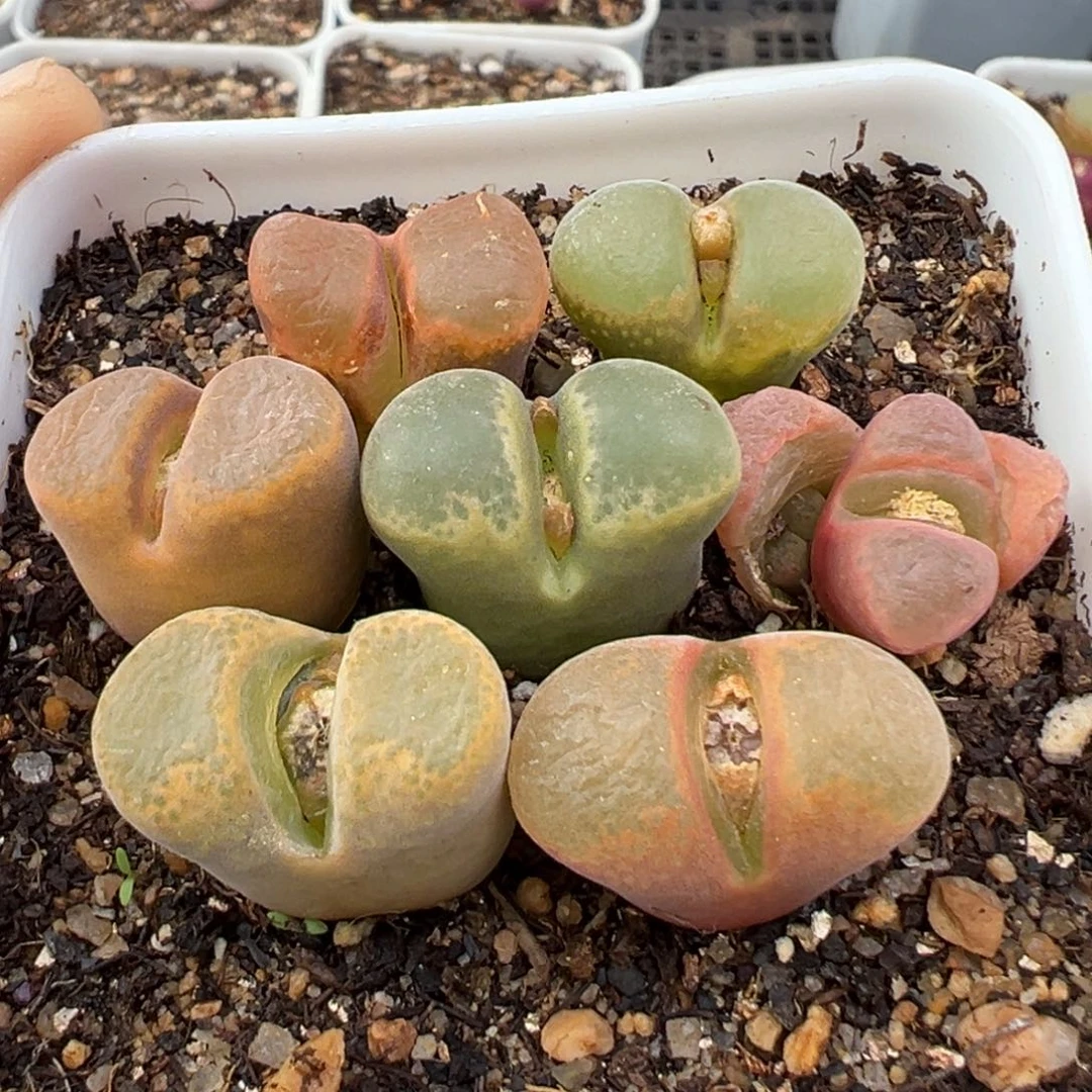 2.19好看的多肉458