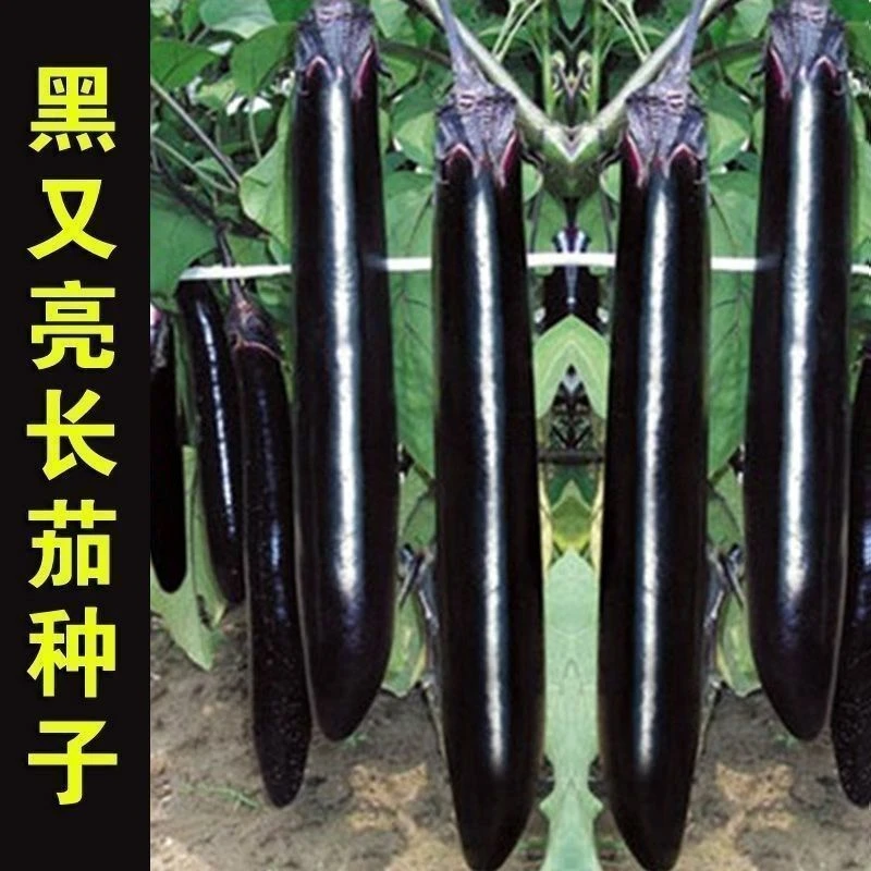 黑王子长茄种子四季早熟抗病高产大田庭院茄种子线茄子蔬菜种子籽