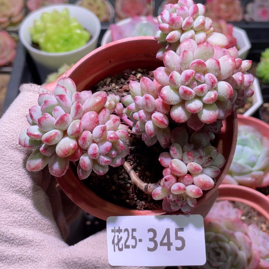 花利美25-345珍珠豆