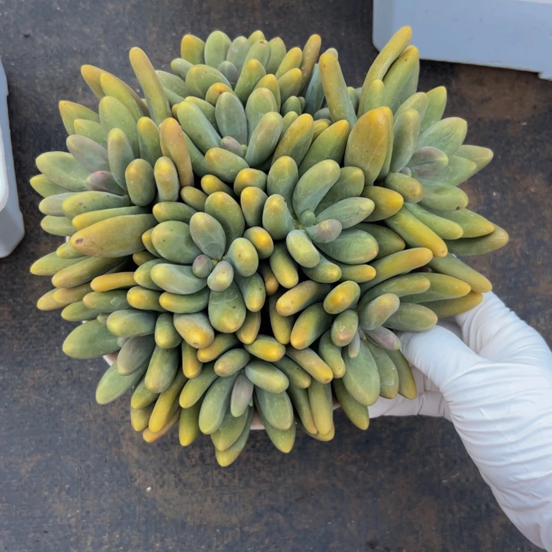 糖果美人多肉植物