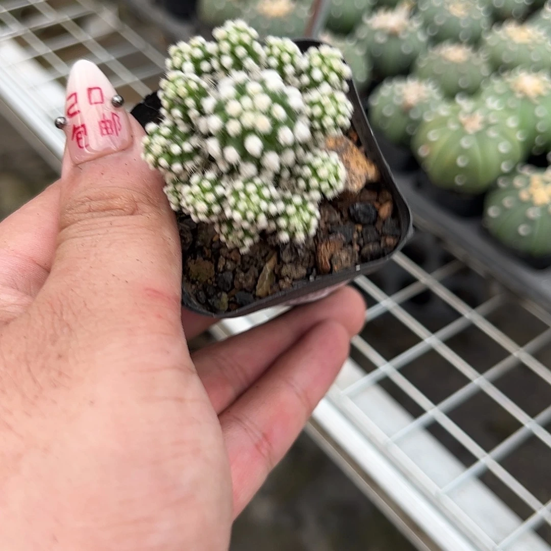 血***族108370一物一拍单头发货