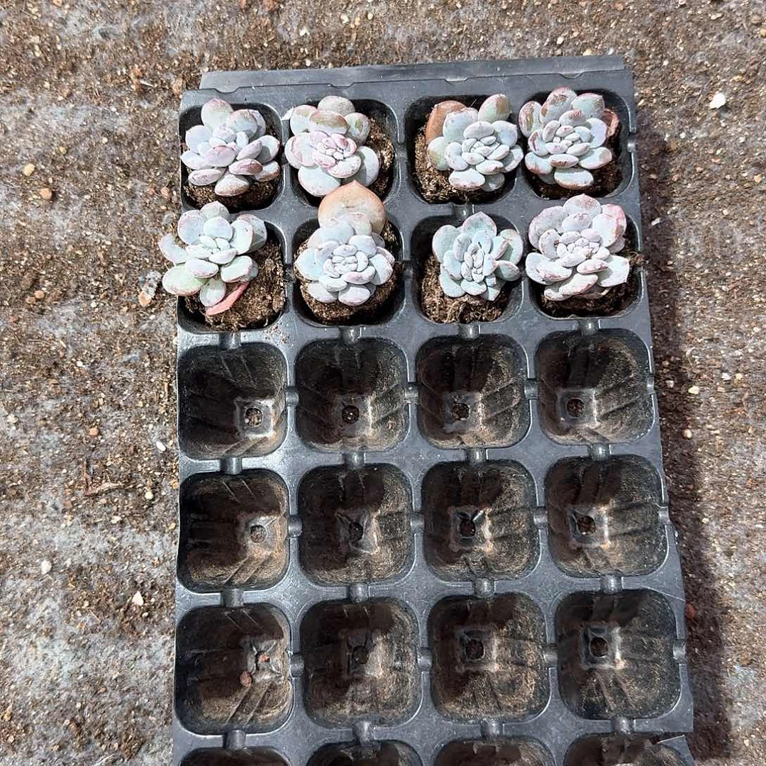 稳定一物一拍专拍