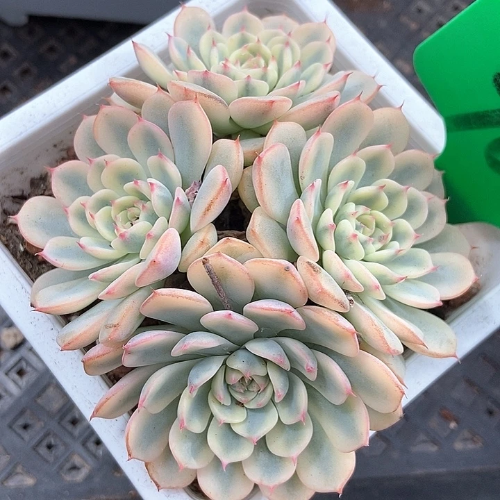 多肉植物姬莲锦760