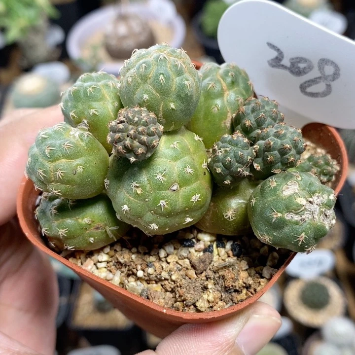 208号足球团扇7.7cm