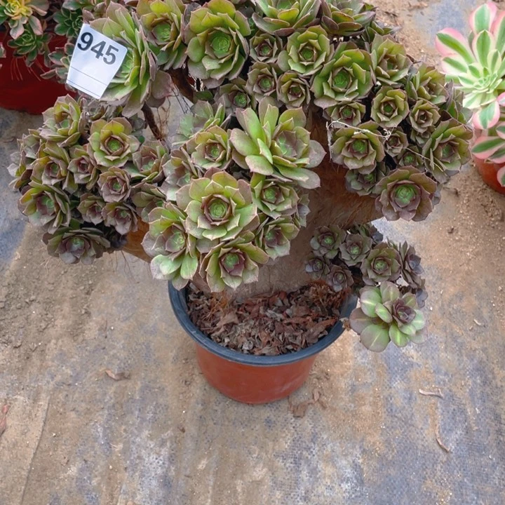 用****2多肉朵朵缀化945，有瑕疵