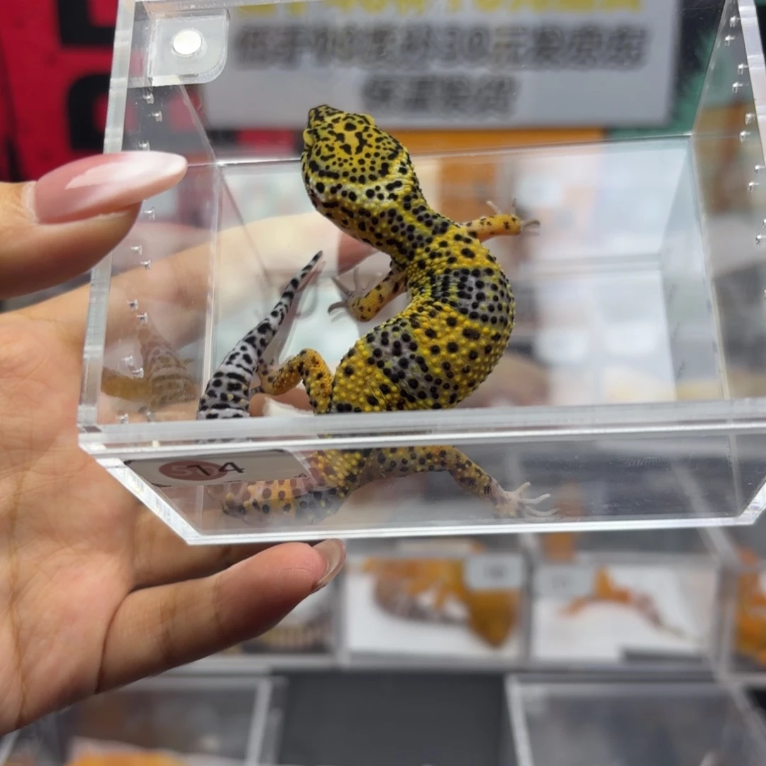 豹纹守宫橘子 R055 妹妹