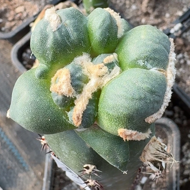 无花朵大尤连瓷蛋怒660