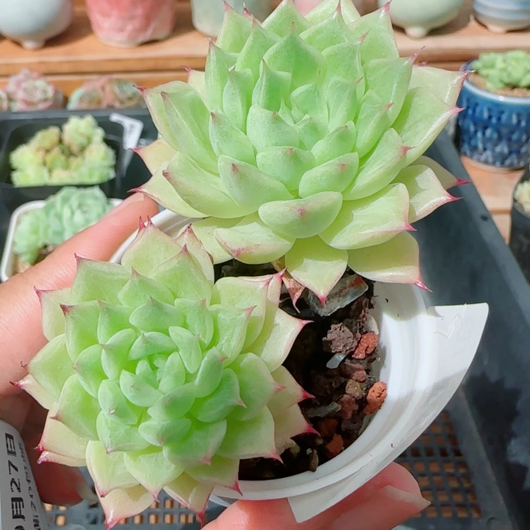 花语逸镜0927-135女王散