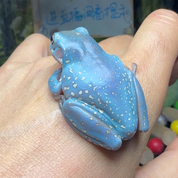 老爷树蛙01 开播福利 超蓝暴雪