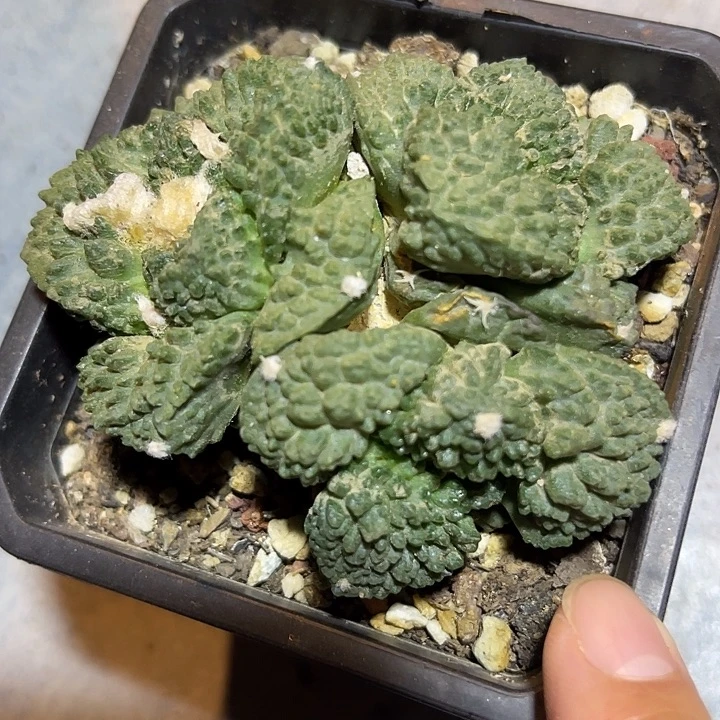 无花朵三头怒涛牡丹