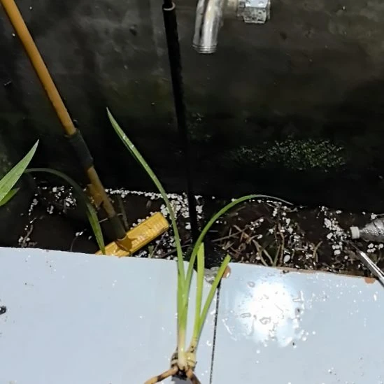 完全开放喜洋洋龙头引种