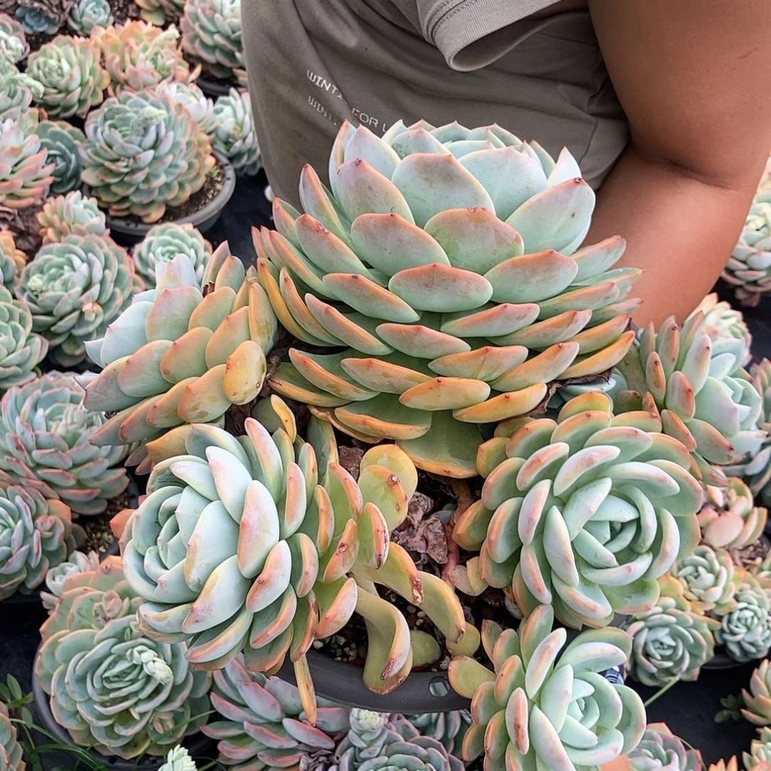 6-99 一物一拍多肉直播间为准