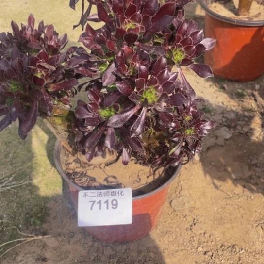 7119，黑法师缀微瑕包邮