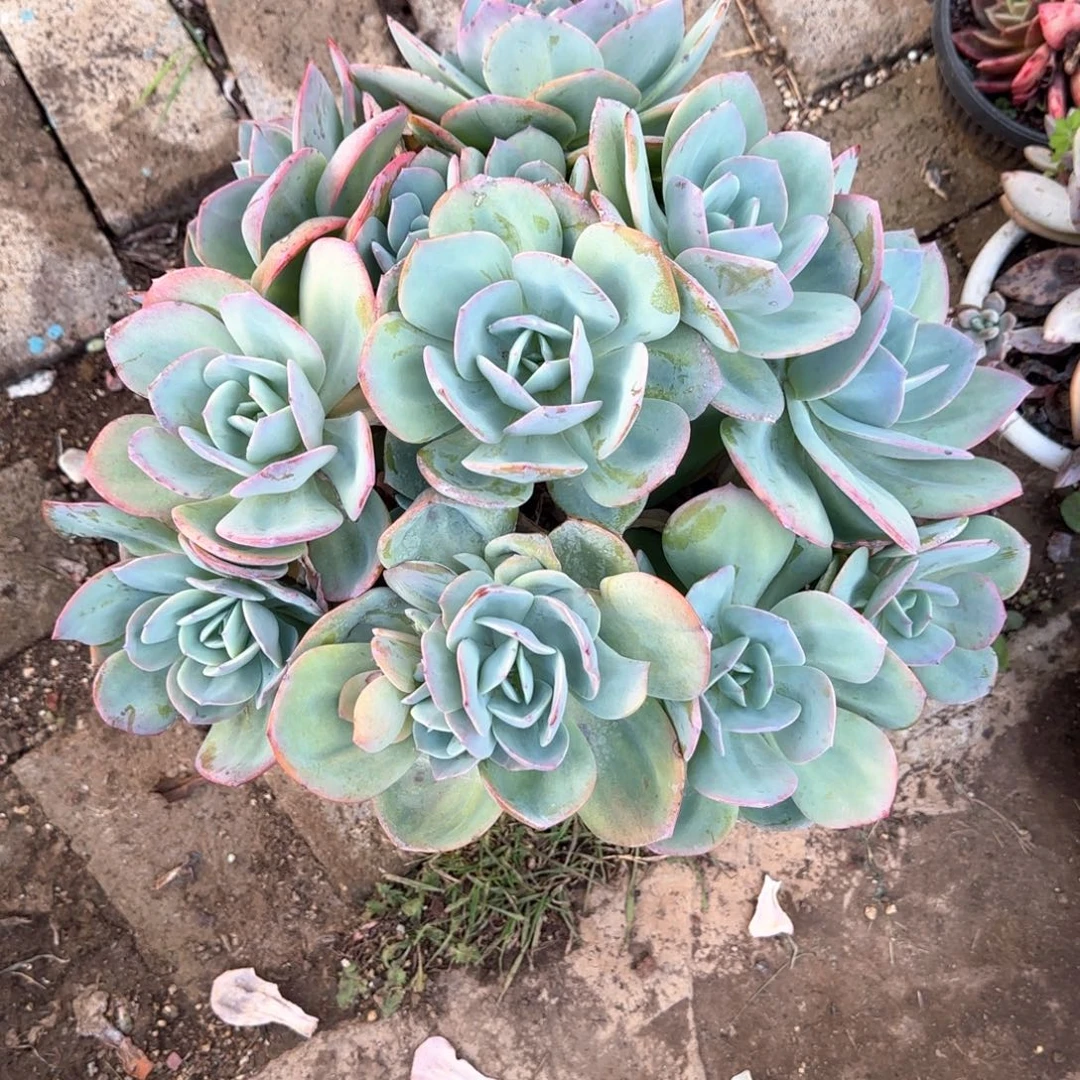 多肉植物多肉植物