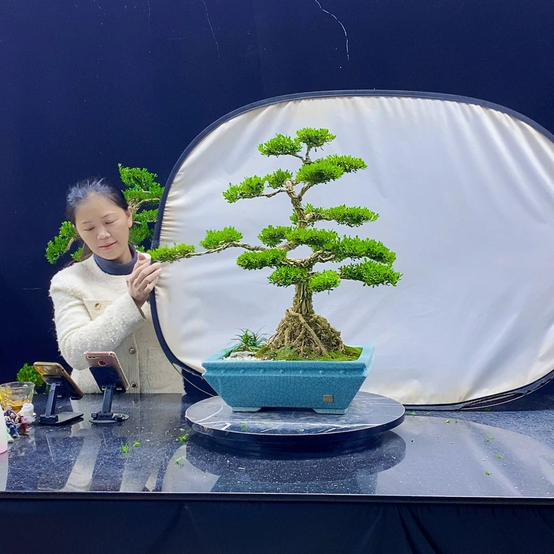 无花朵黄杨盆景造型