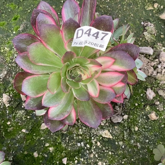 447黑魔锦多肉植物