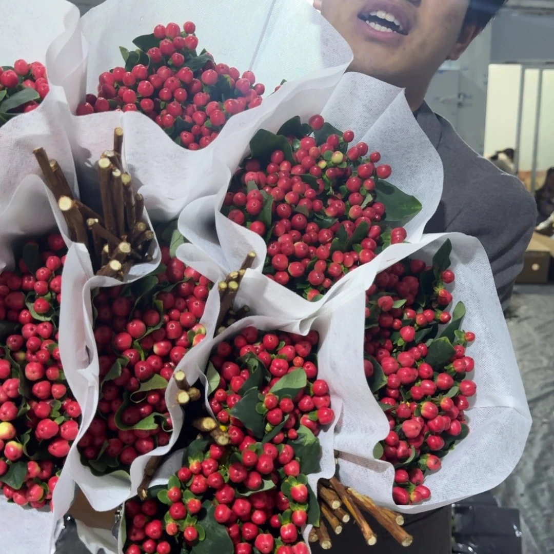 红豆2扎包邮价秒杀