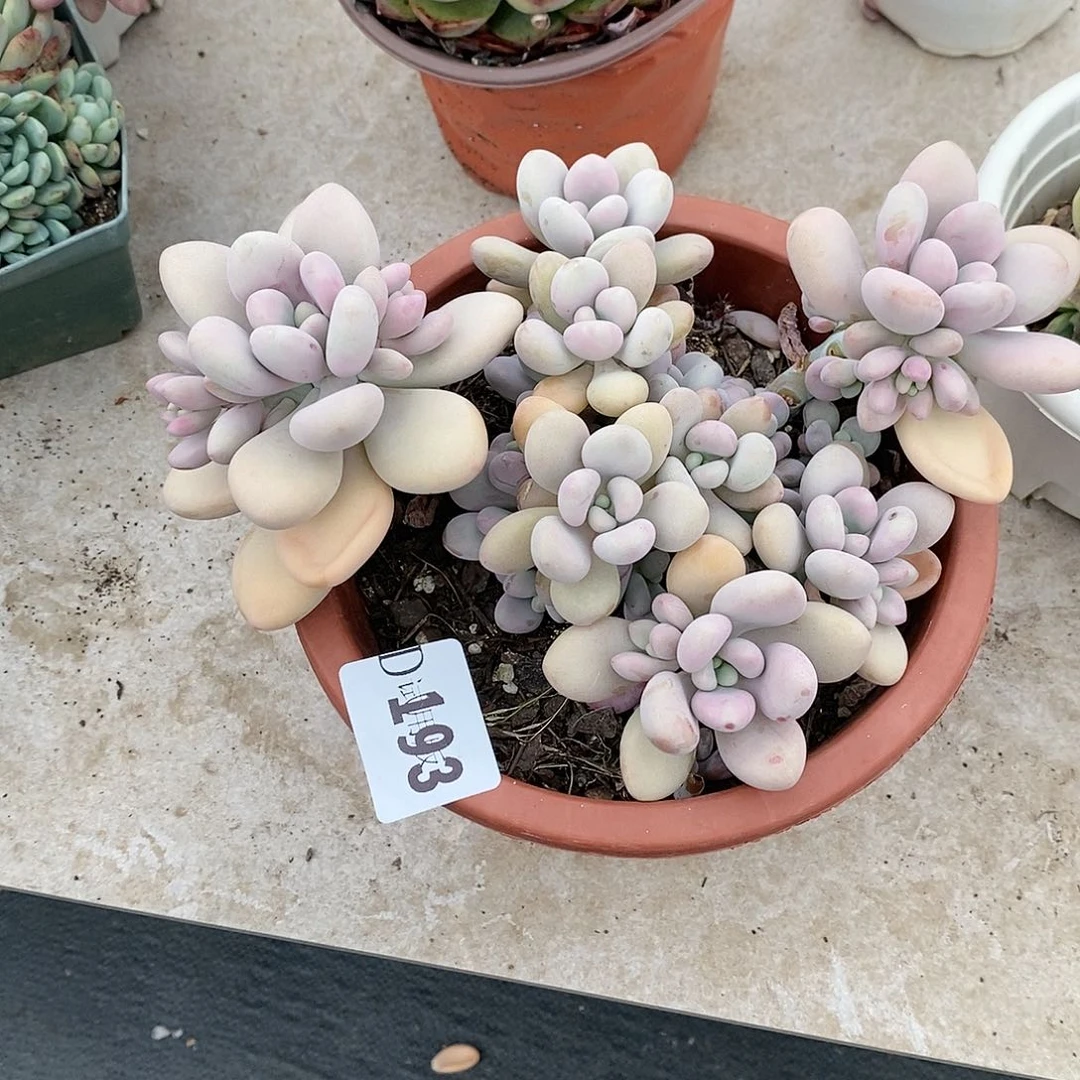 七**后193桃蛋多肉植物