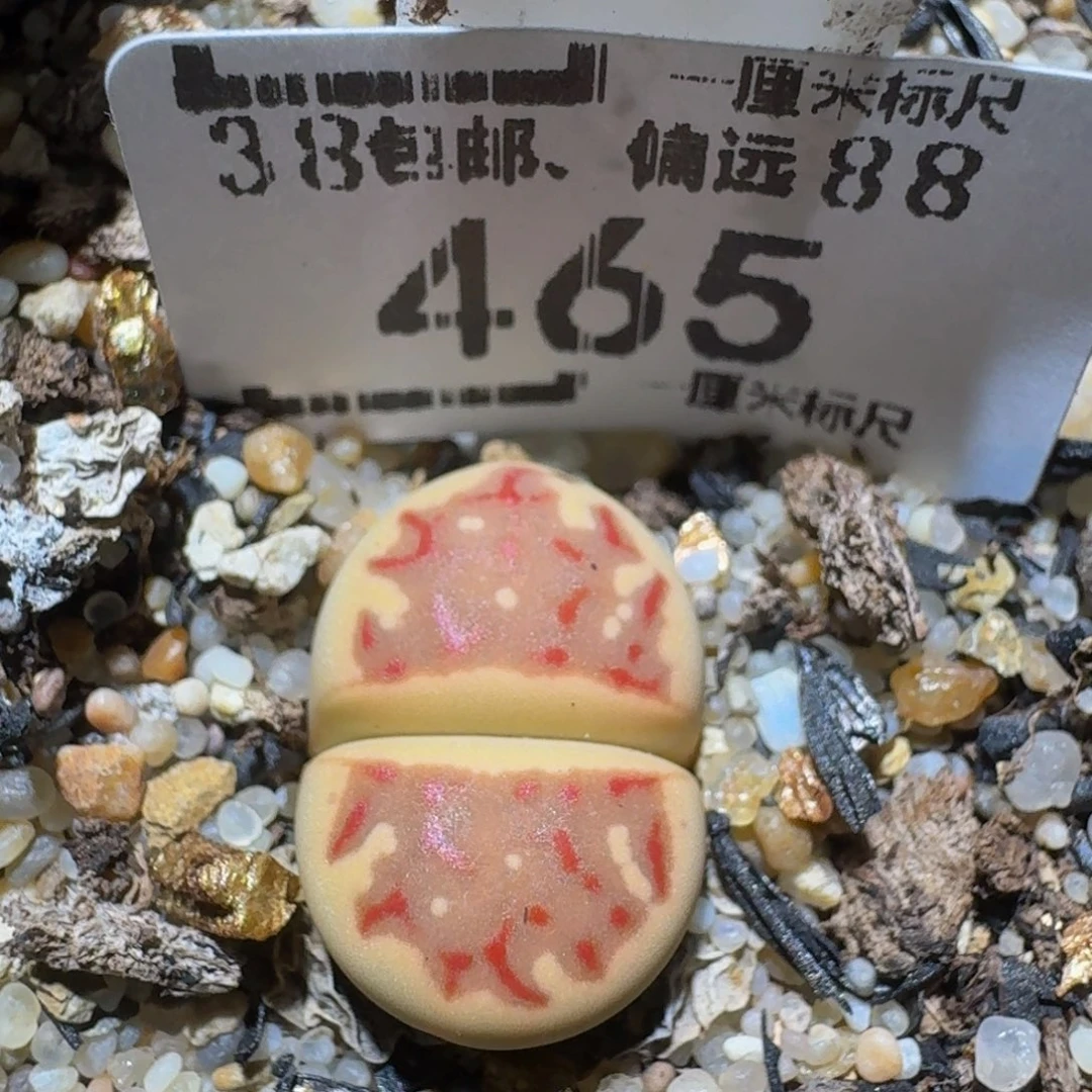 Zzzzz精品生石花465