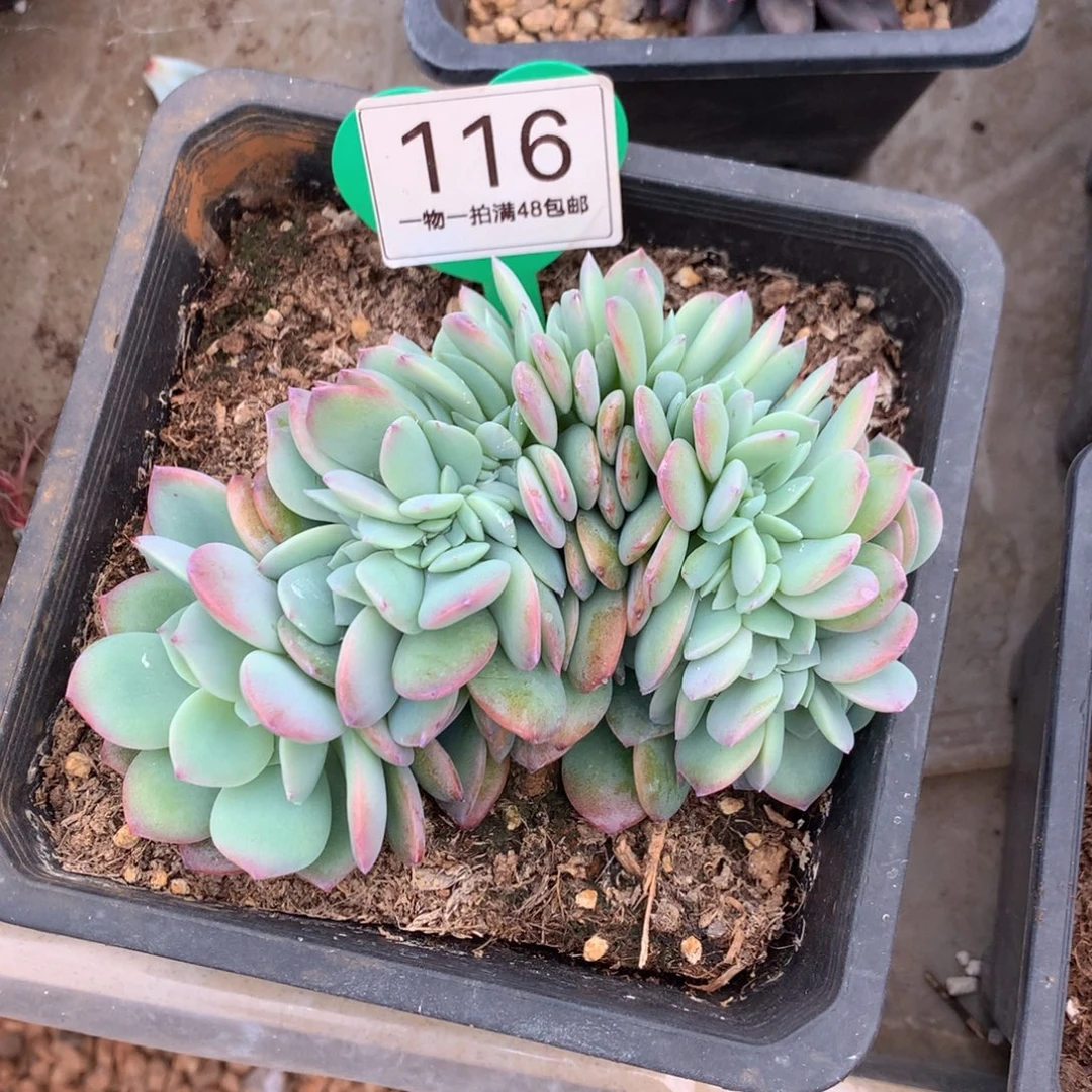 雪凤缀化一物一拍116